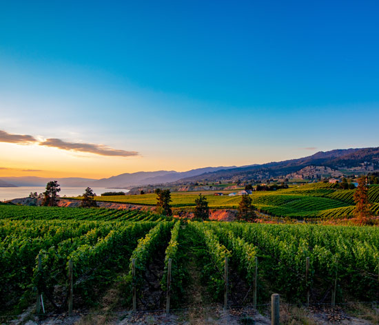 Crush Dynamics Okanagan Vineyard